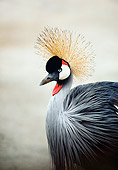 BRD 16 RK0021 11
Head Shot Of Grey Crowned Crane
