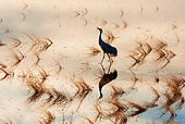 BRD 16 RW0001 01
Silhouette Of Sandhill Crane Walking In Marsh