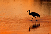 BRD 16 RW0002 01
Silhouette Of Sandhill Crane Walking In Marsh