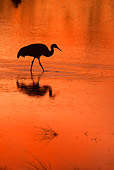 BRD 16 RW0003 01
Silhouette Of Sandhill Crane Walking In Marsh