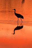 BRD 16 RW0004 01
Silhouette Of Sandhill Crane Walking In Marsh