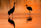 BRD 16 RW0005 01
Silhouette Of Sandhill Cranes Walking In Marsh