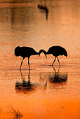 BRD 16 RW0006 01
Silhouette Of Sandhill Cranes Walking In Marsh