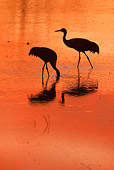 BRD 16 RW0007 01
Silhouette Of Sandhill Cranes Walking In Marsh