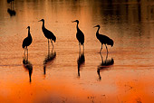 BRD 16 RW0008 01
Silhouette Of Sandhill Cranes Walking In Marsh