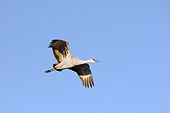 BRD 16 SK0001 01
Sandhill Crane Flying In Early Morning