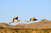 BRD 16 SK0002 01
Two Sandhill Cranes Flying In Early Morning