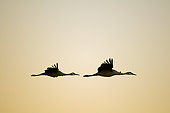 BRD 16 SK0003 01
Two Sandhill Cranes Flying At Sunset