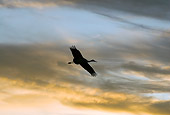 BRD 16 SK0004 01
Sandhill Crane Flying At Sunset