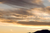 BRD 16 SK0005 01
Sandhill Cranes Flying At Sunset