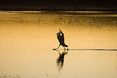 BRD 16 SK0006 01
Sandhill Crane Landing In Pond At Sunset