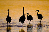 BRD 16 SK0007 01
Sandhill Cranes Standing In Pond At Sunset