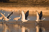 BRD 16 SK0008 01
Sandhill Cranes Taking Flight From Pond In Early Morning
