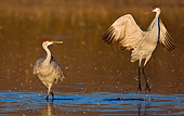 BRD 16 WF0001 01
Sandhill Cranes Standing In Shallow Water
