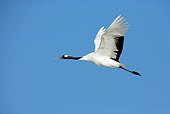 BRD 16 WF0002 01
Red-Crowned Crane Flying Against Blue Sky