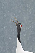 BRD 16 WF0003 01
Head Shot Of Red-Crowned Crane Calling In Falling Snow