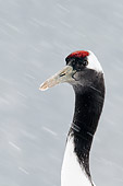 BRD 16 WF0004 01
Head Shot Of Red-Crowned Crane In Falling Snow