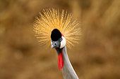BRD 16 JZ0001 01
Head Shot Of Grey Crowned Crane Kenya