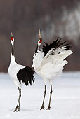 BRD 16 KH0001 01
Two Red-Crowned Cranes Standing On Snow Doing Courting Display