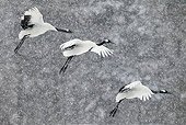 BRD 16 KH0002 01
Three Red-Crowned Cranes Flying In Snow