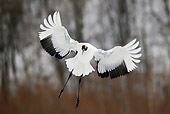 BRD 16 KH0003 01
Red-Crowned Crane Flying