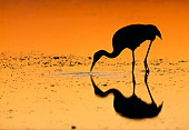 BRD 16 LS0001 01
Silhouette Of Sandhill Crane Hunting In Marsh Shallows At Dusk