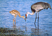 BRD 16 LS0002 01
Sandhill Crane Teaching Chick How To Hunt In Marsh Shallows