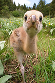 BRD 16 NE0001 01
Sandhill Crane Chick Walking Toward Camera