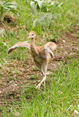 BRD 16 NE0002 01
Sandhill Crane Chick Walking In Field Flapping Wings