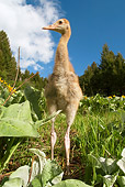 BRD 16 NE0003 01
Sandhill Crane Chick Standing In Field