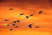 BRD 16 RF0001 01
Sandhill Crane In Flight At Sunset