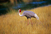 BRD 16 RK0001 02
The Largest Of The Crane Family Sarus Cranes (Grus antigone) On Tall Dry Grass