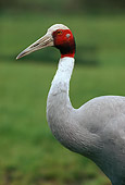 BRD 16 RK0003 01
Head Shot Of Sarus Crane