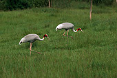 BRD 16 RK0004 08
Two Sarus Cranes On Green Field