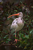 BRD 16 RK0011 02
Ibis Crane On Tree Branch