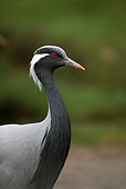 BRD 16 RK0014 02
Head Shot Of Black And White Crane