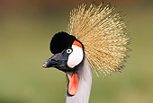 BRD 16 TK0001 01
Head Shot Of Grey Crowned Crane