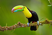 BRD 17 MC0001 01
Keel-Billed Toucan Perched On Tree Branch In Rainforest Costa Rica