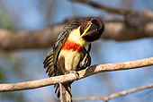 BRD 17 MC0002 01
Chestnut-Eared Aracari Perched On Papaya Tree Branch Brazil