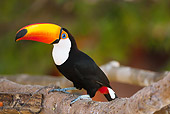 BRD 17 MC0003 01
Toco Toucan Perched On Tree Branch Brazil