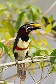 BRD 17 MC0004 01
Chestnut-Eared Aracari Feeding On Morning Glory Flowers Brazil