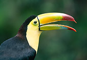 BRD 17 MH0001 01
Portrait Of Keel-Billed Toucan Central America