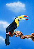 BRD 17 RK0001 01
Colorful Toucan Sitting On Branch Blue Sky Background