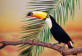 BRD 17 RK0003 04
Toucan Sitting On Branch By Leaf