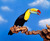BRD 17 RK0005 06
Colorful Toucan Sitting On Branch
