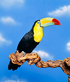 BRD 17 RK0005 17
Colorful Toucan Sitting On Branch