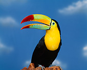 BRD 17 RK0005 21
Colorful Toucan Sitting On Branch