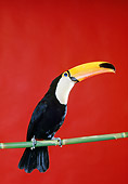 BRD 17 RK0012 05
Toucan Sitting On Pole