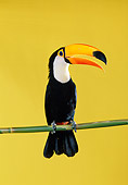 BRD 17 RK0017 10
Toucan Sitting On Pole