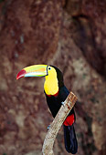 BRD 17 JM0001 01
Profile Of Keel-Billed Toucan Sitting On Branch